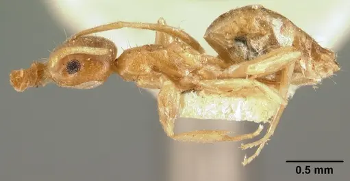 Technomyrmex madecassus - CASENT0101636