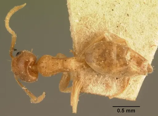 Technomyrmex madecassus - CASENT0101705