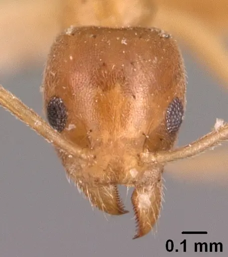 Technomyrmex madecassus - CASENT0101705