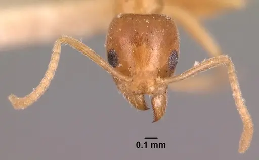 Technomyrmex madecassus - CASENT0101705