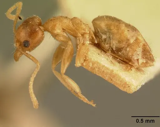 Technomyrmex madecassus - CASENT0101705