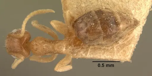 Technomyrmex madecassus - CASENT0101832