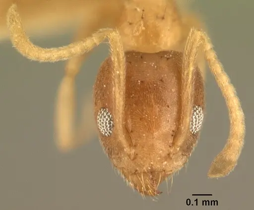 Technomyrmex madecassus - CASENT0101832