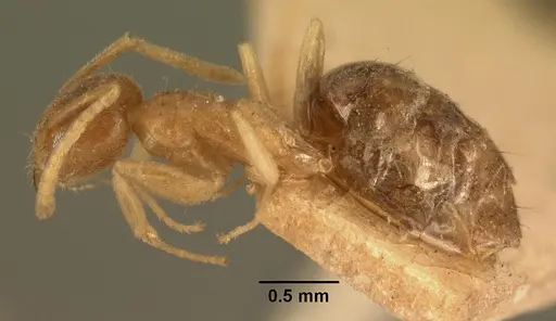 Technomyrmex madecassus - CASENT0101832
