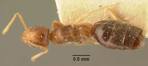 Technomyrmex madecassus - CASENT0101956