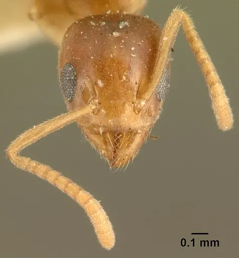 Technomyrmex madecassus - CASENT0101956