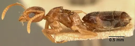 Technomyrmex madecassus - CASENT0101956