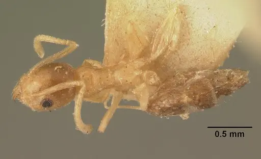 Technomyrmex madecassus - CASENT0101960