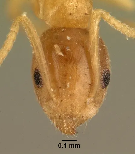 Technomyrmex madecassus - CASENT0101960