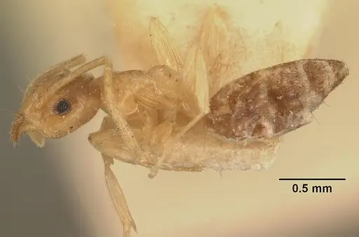 Technomyrmex madecassus - CASENT0101960