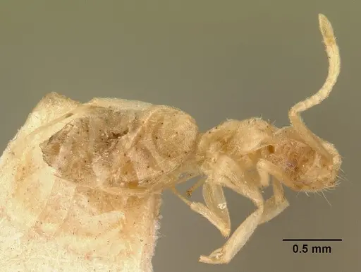 Technomyrmex madecassus - CASENT0101974