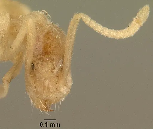 Technomyrmex madecassus - CASENT0101974