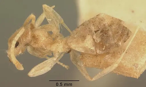 Technomyrmex madecassus - CASENT0101974