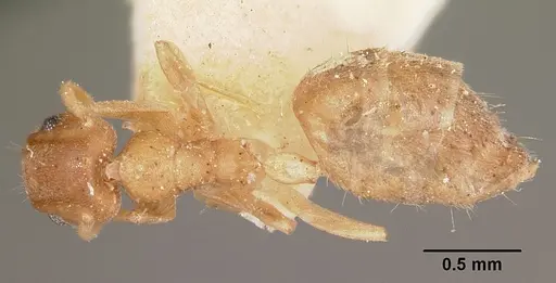 Technomyrmex madecassus - CASENT0104646