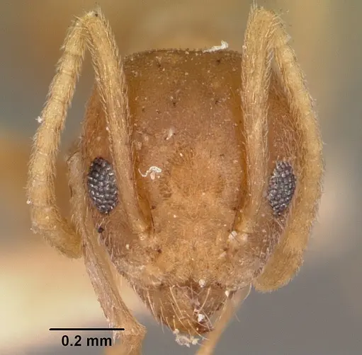 Technomyrmex madecassus - CASENT0104646