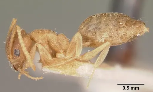 Technomyrmex madecassus - CASENT0104646