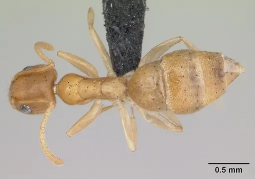 Technomyrmex madecassus - CASENT0128740