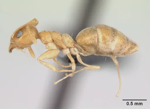 Technomyrmex madecassus - CASENT0128740