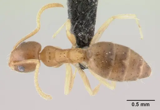 Technomyrmex madecassus - CASENT0146307