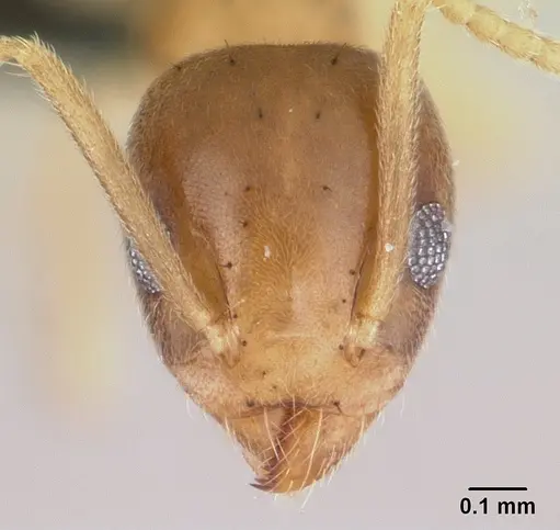 Technomyrmex madecassus - CASENT0146307