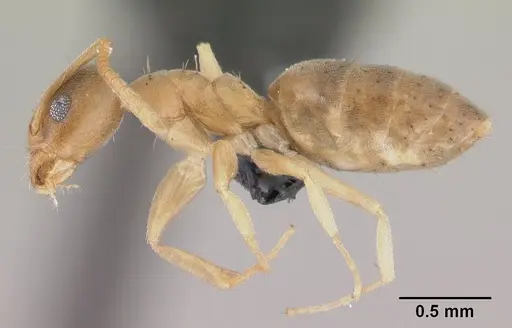 Technomyrmex madecassus - CASENT0146307