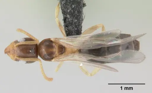 Technomyrmex madecassus - CASENT0146311