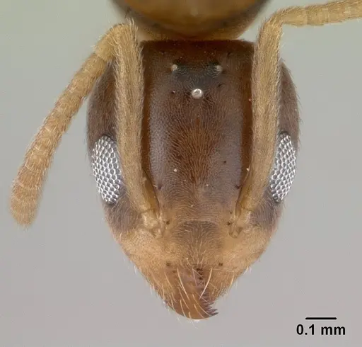 Technomyrmex madecassus - CASENT0146311