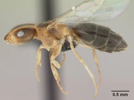 Technomyrmex madecassus - CASENT0146311