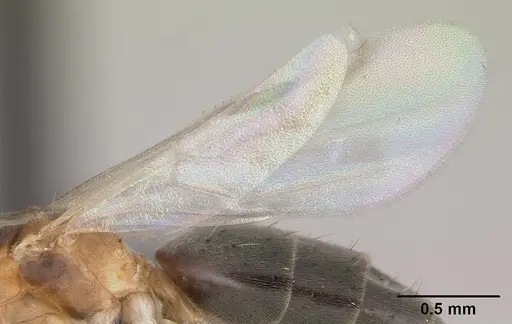 Technomyrmex madecassus - CASENT0146311