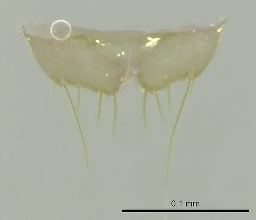 Technomyrmex madecassus - CASENT0345043