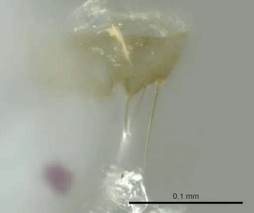Technomyrmex madecassus - CASENT0345044