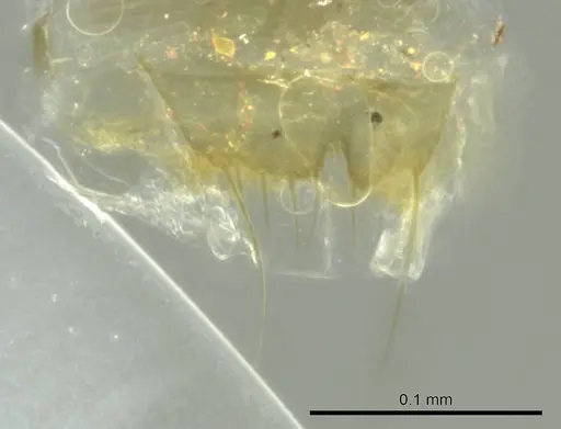 Technomyrmex madecassus - CASENT0345045