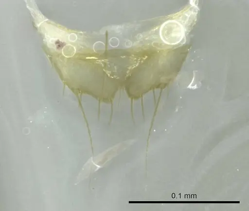 Technomyrmex madecassus - CASENT0345046
