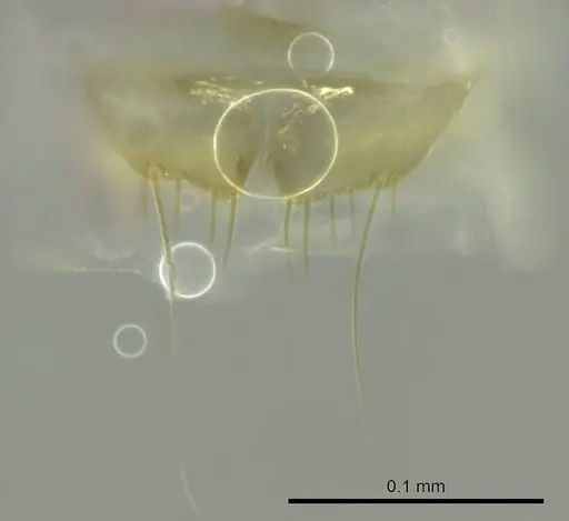 Technomyrmex madecassus - CASENT0345047