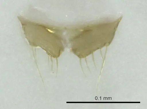 Technomyrmex madecassus - CASENT0345048
