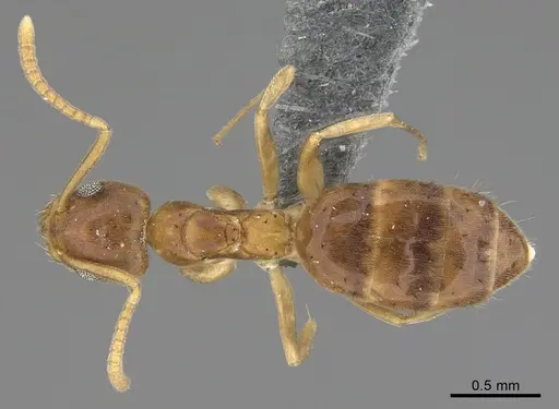 Technomyrmex madecassus - CASENT4023437