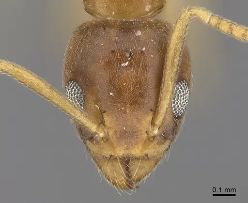 Technomyrmex madecassus - CASENT4023437