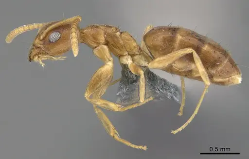 Technomyrmex madecassus - CASENT4023437