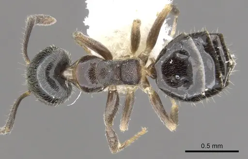 Technomyrmex mandibularis specimen