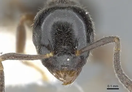Technomyrmex mandibularis specimen