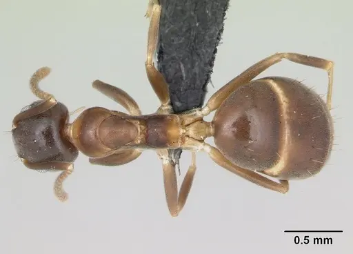 Technomyrmex mayri specimen