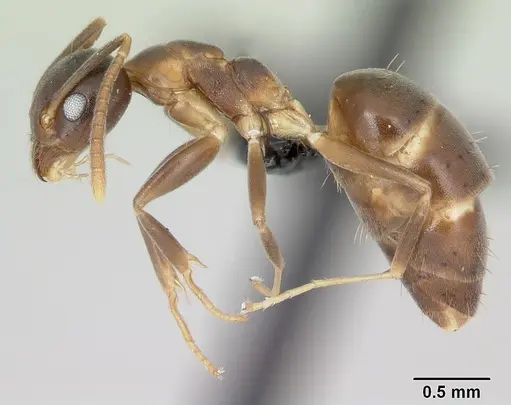 Technomyrmex mayri specimen