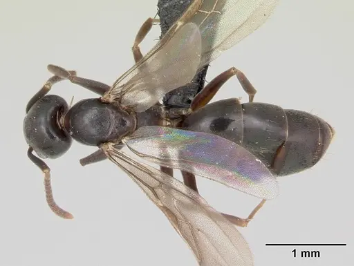 Technomyrmex mayri - CASENT0081686