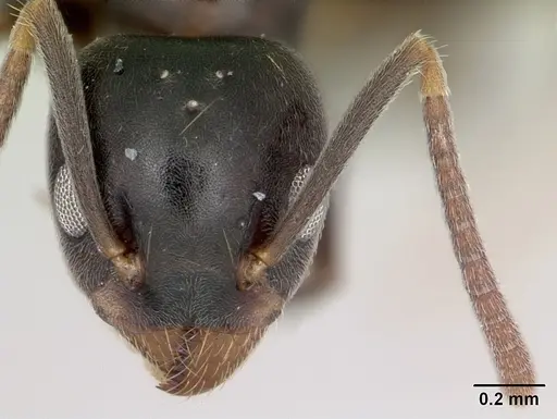 Technomyrmex mayri - CASENT0081686