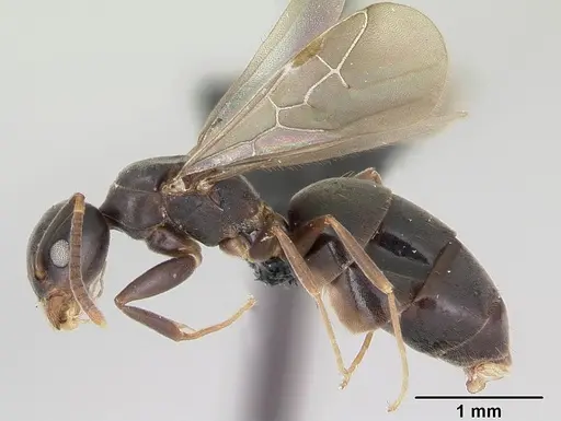 Technomyrmex mayri - CASENT0081686