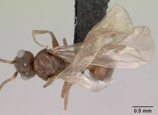 Technomyrmex mayri - CASENT0095779