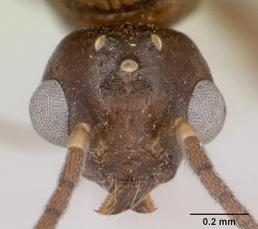 Technomyrmex mayri - CASENT0095779