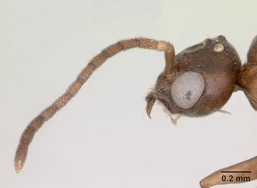 Technomyrmex mayri - CASENT0095779