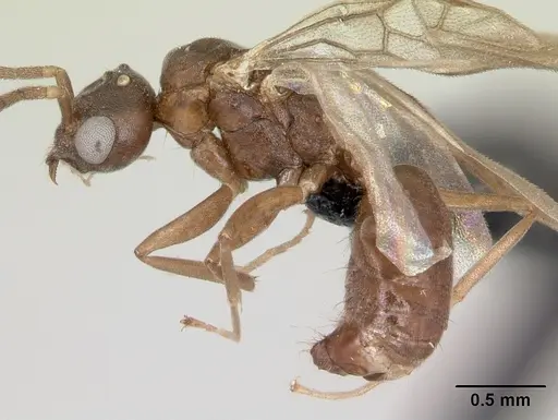 Technomyrmex mayri - CASENT0095779