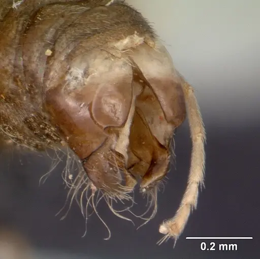 Technomyrmex mayri - CASENT0095779